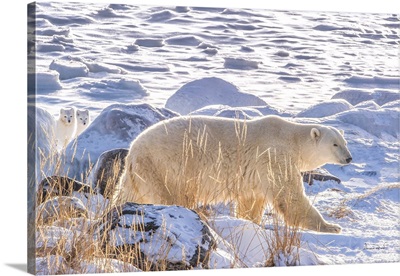 Wary Arctic Foxes Follow A Polar Bear