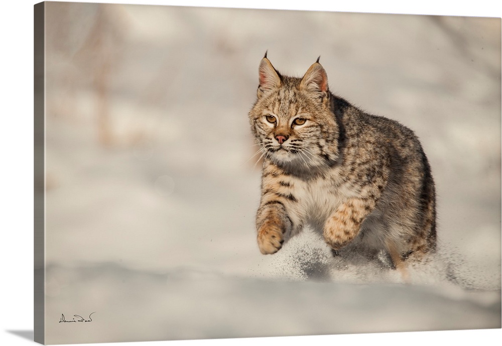 Juvenile bobcat (Lynx rufus) racing in the snow, Bozeman, Montana, USA.