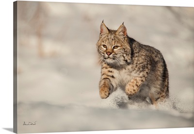 Young Bobcat Bounding Through Fresh Snow
