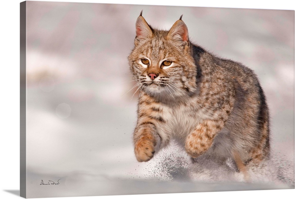 Young captive bobcat (Lynx rufus) charging through fresh snow in warm light near Bozeman, Montana, USA.