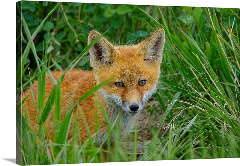 Young Red Fox (Vulpes vulpes) playing near its den, Southwestern Manitoba, Canada.