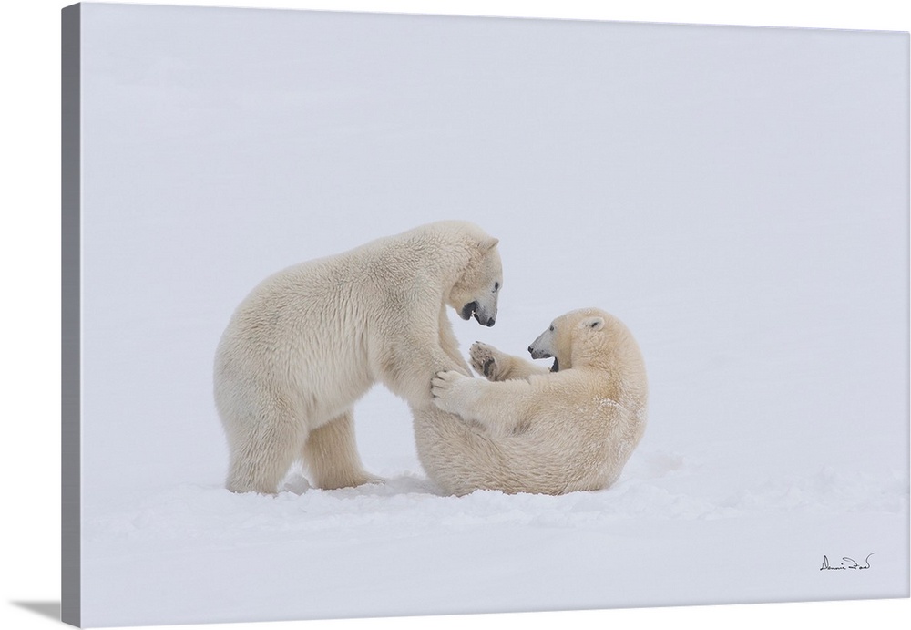Polar Bears (Ursa maritimus) play wrestling and tumbling on sub-Arctic Hudson Bay ice and snow, Churchill, MB, Canada