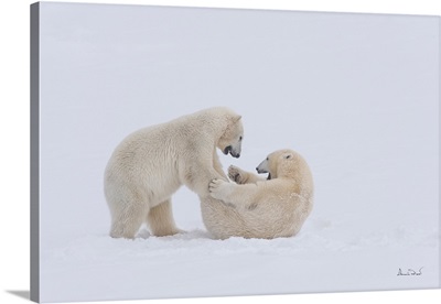 Young Polar Bears Test Their Wrestling Skills