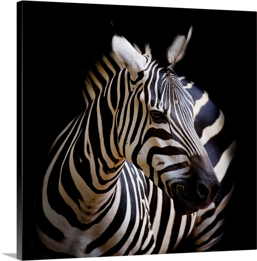 A headshot of a Burchell's zebra.