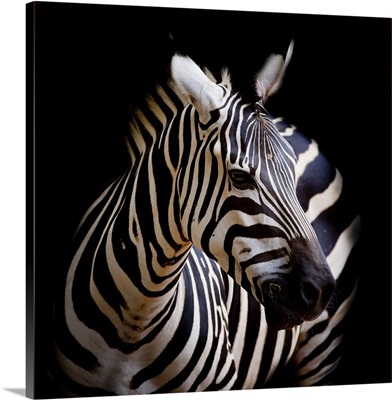 A Headshot Of A Burchell's Zebra