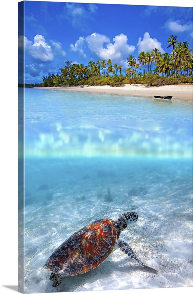 Green sea turtle and tropical beach above and below water.