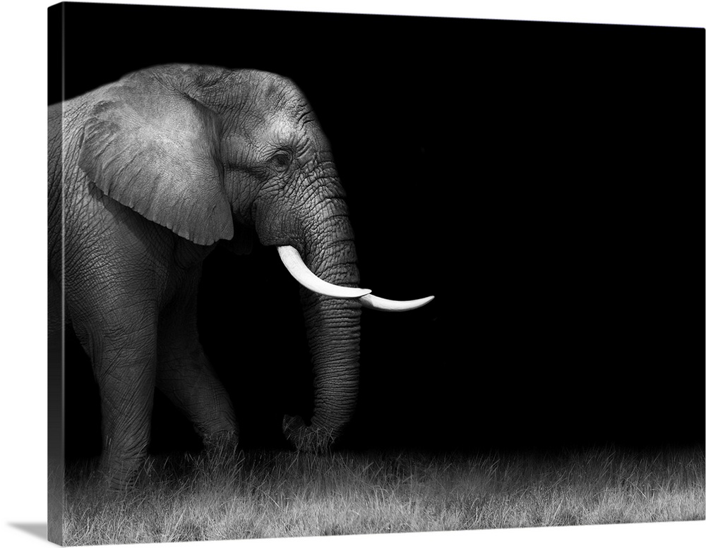 Wild African elephant in monochrome.