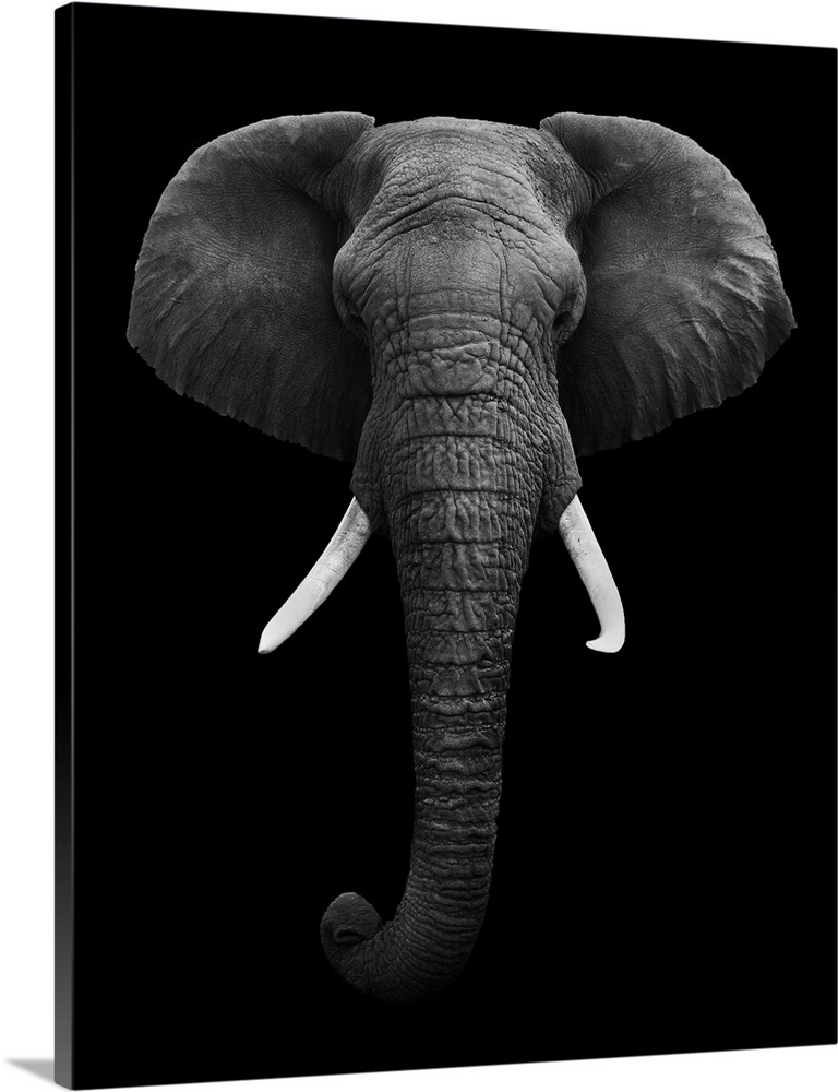 Black and white image of an elephant isolated on a black background.