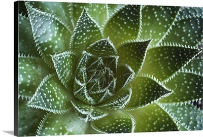 Aloe Aristata Succulent Plant