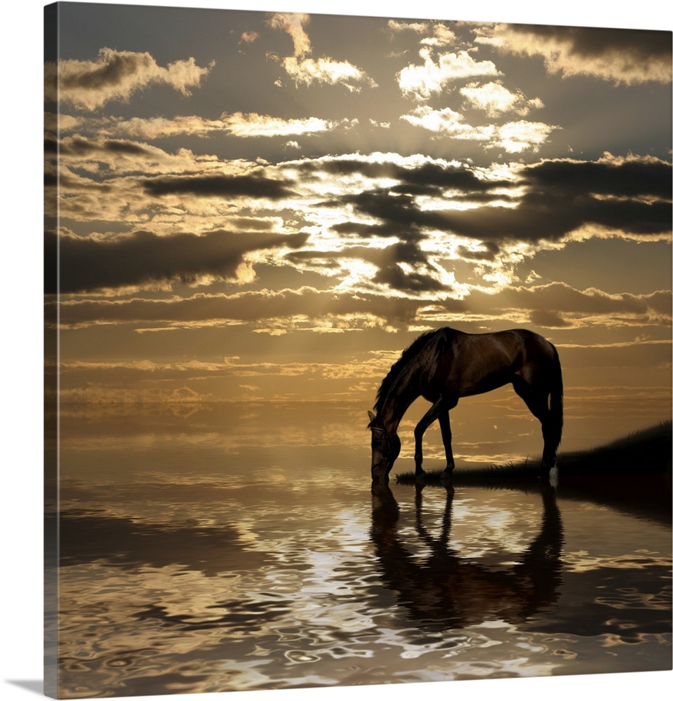 Brown arabian horse portrait on evening sky background.