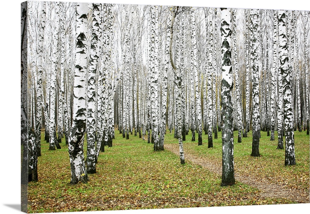 October autumn birch grove.
