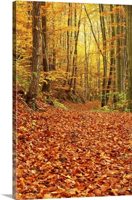 Autumn Forest, Poland
