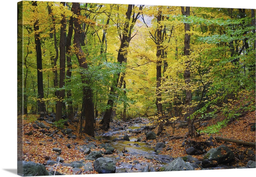 Autumn woods with yellow maple trees and creek with rocks and foliage in mountain.