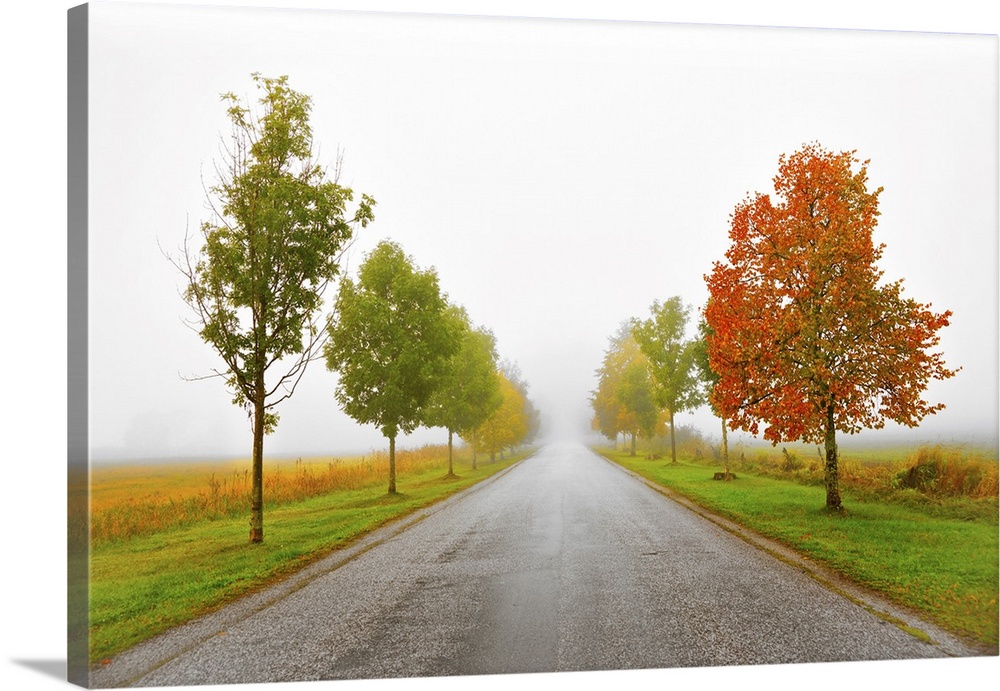 Asphalt country road with avenue of trees in autumn colors on a foggy morning.
