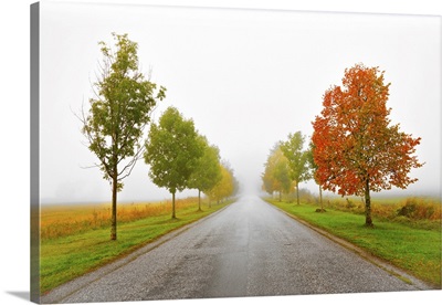 Avenue In Autumn