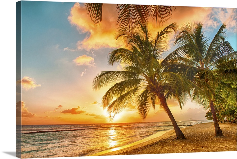 Beautiful sunset over the sea with a view at palms on the white beach on a Caribbean island of Barbados.