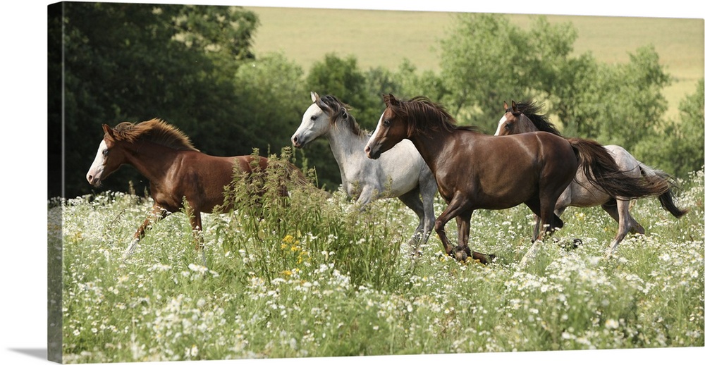 Batch of horses running in a flowered scene during spring.