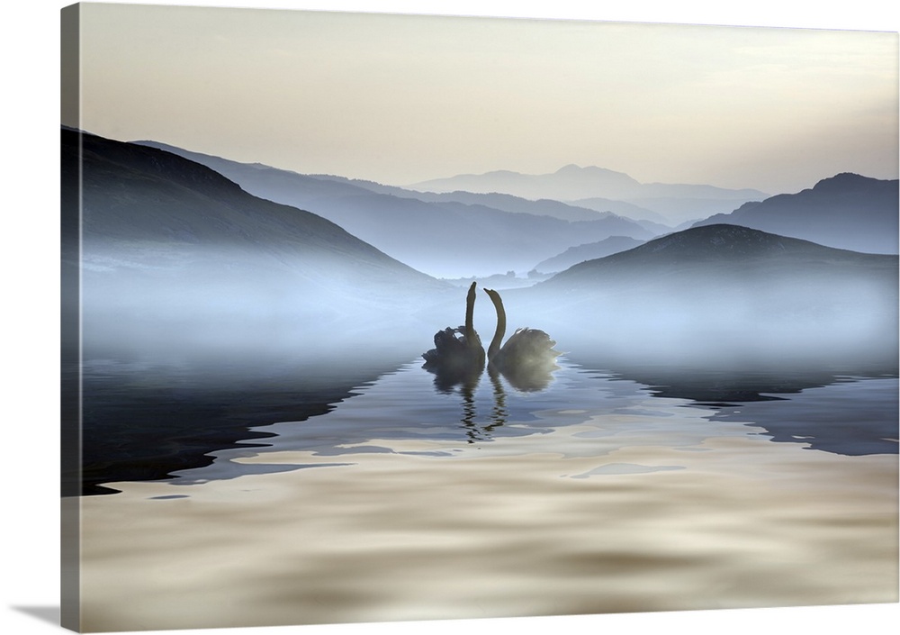 Beautiful romantic image of swans on a misty lake with mountains.