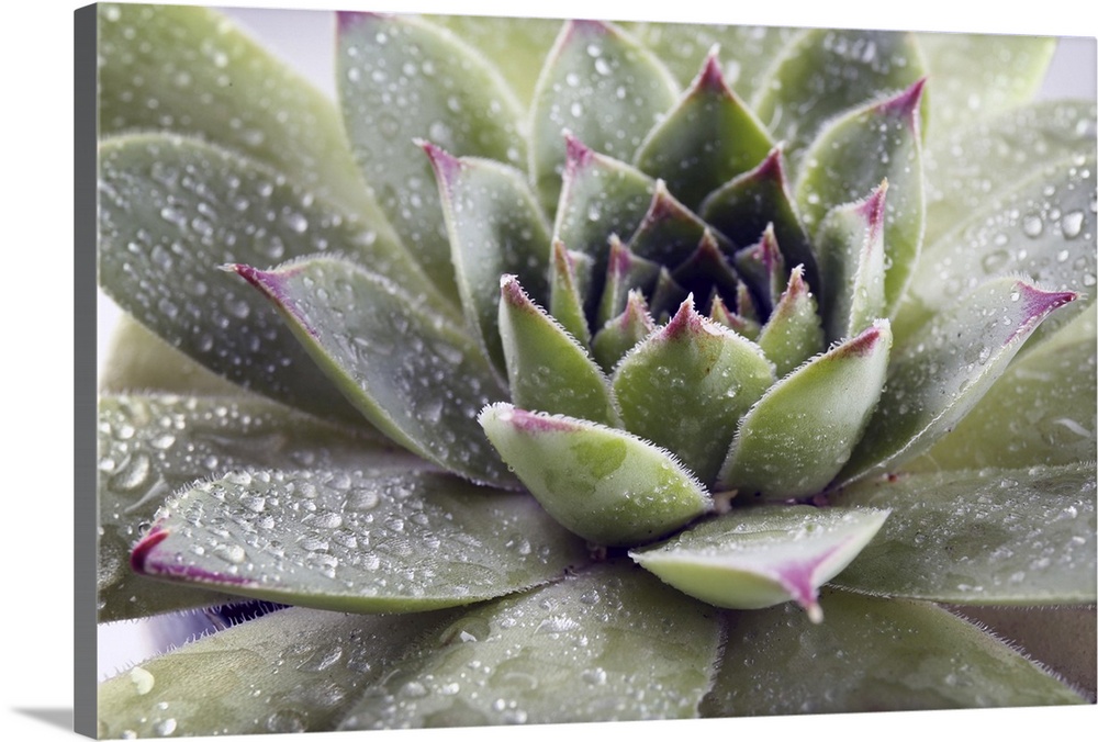 Beautiful succulent plant with water drops close up.