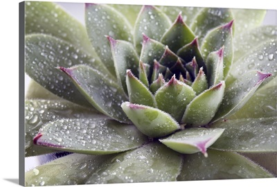 Beautiful Succulent Plant With Water Drops Close Up