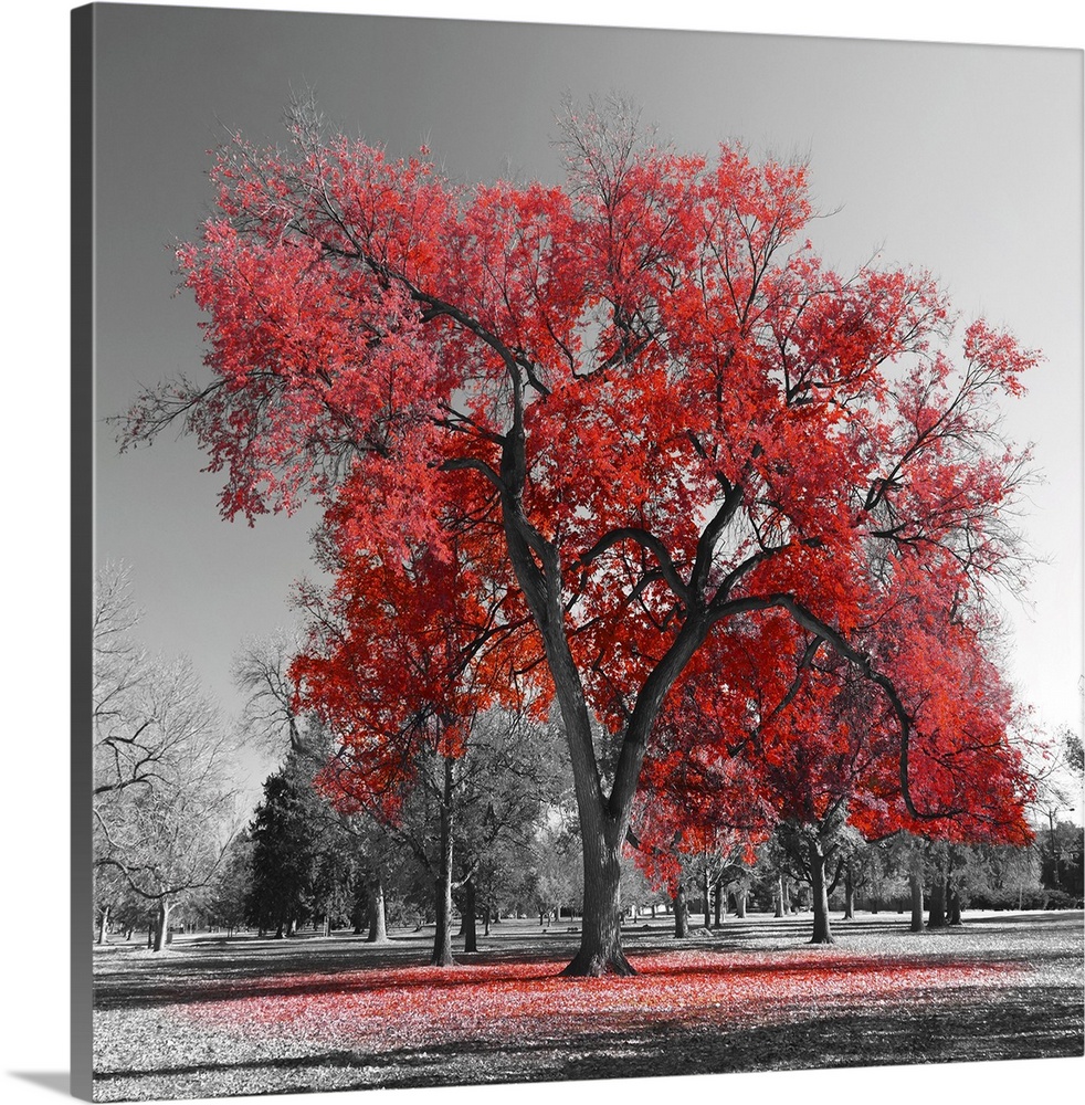 Big red tree in a black and white landscape.
