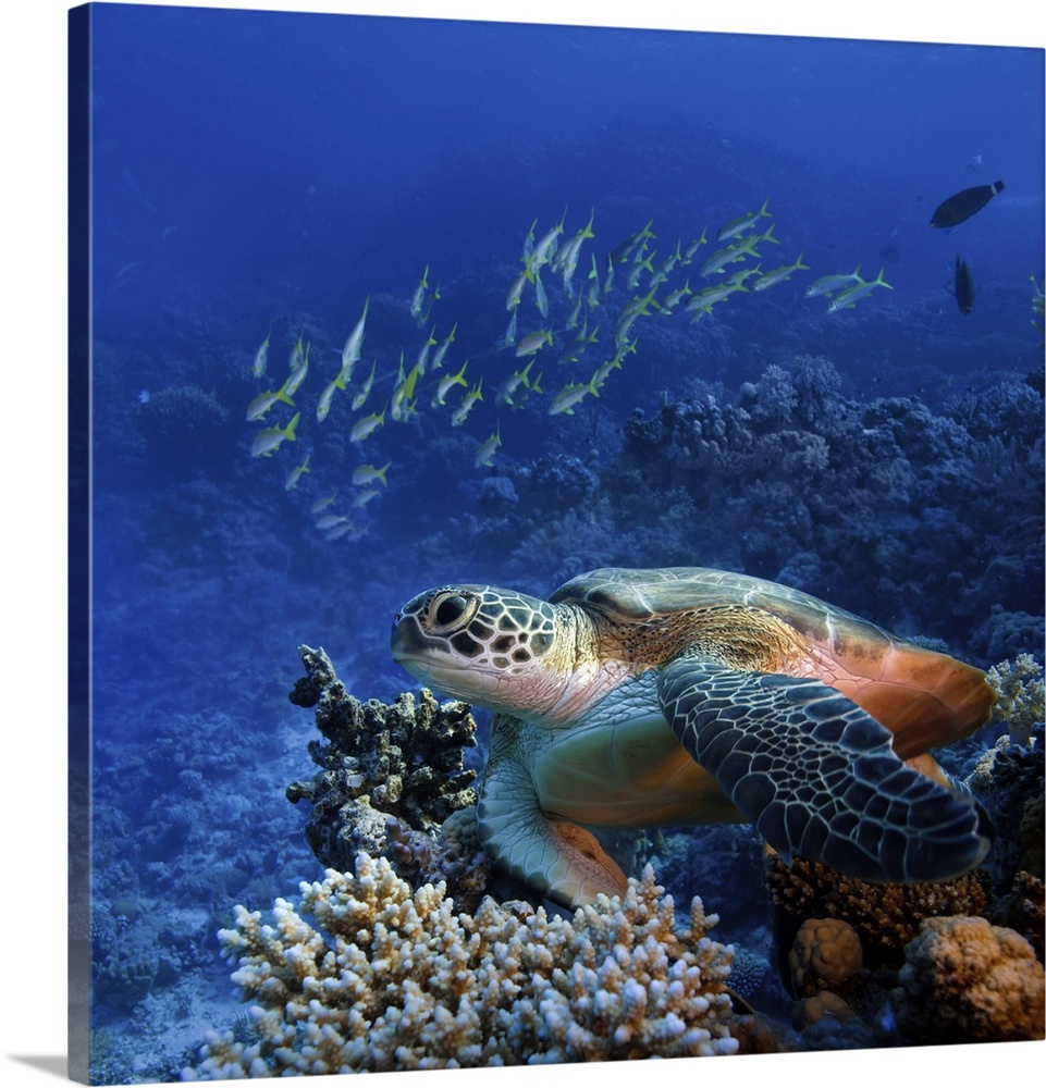 Big sea turtle sitting on colorful coral reef.