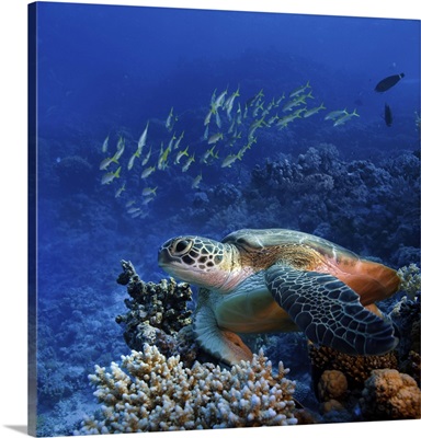Big Sea Turtle Underwater