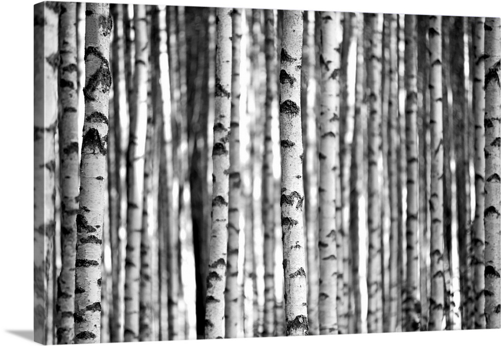 Trunks of birch trees in black and white.