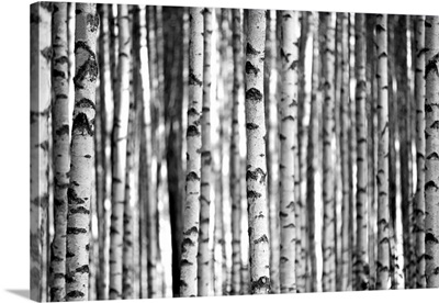 Birch Trees In Black And White