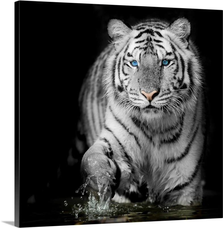 Black And White Tiger | Great Big Canvas