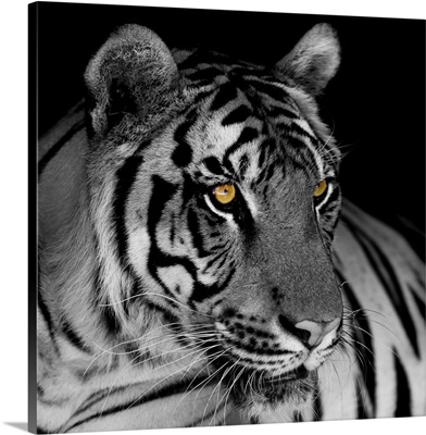 Black And White Tiger