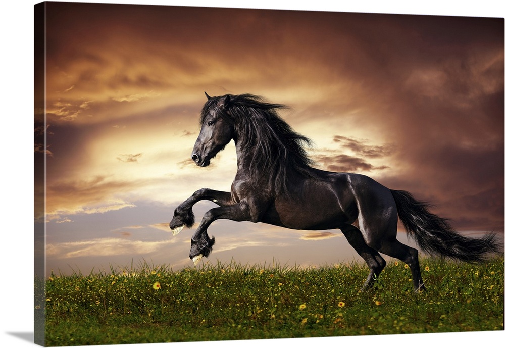 BLACK-HORSE horse-black-friesian-Contemporary anim