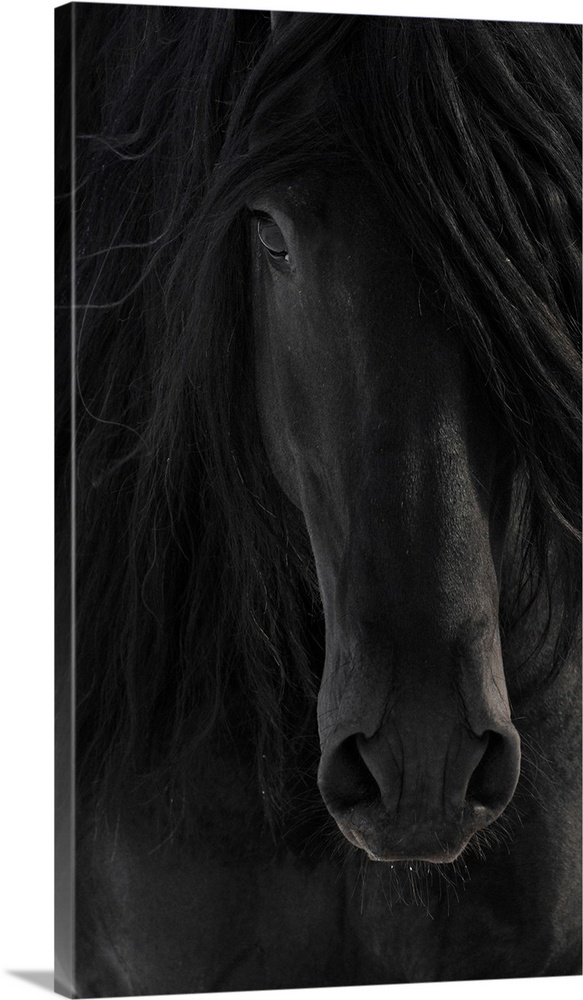 Black Friesian horse portrait close up.