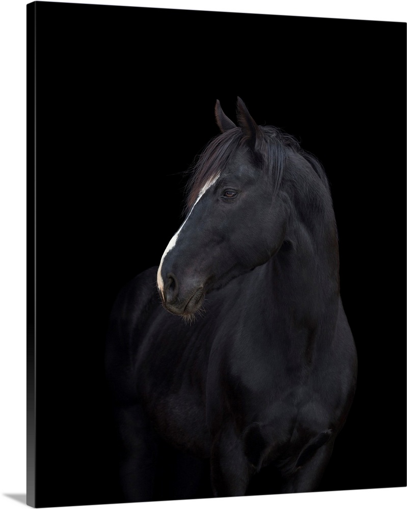 Black horse head on black background.