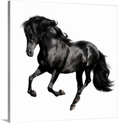 Black Horse On White Background