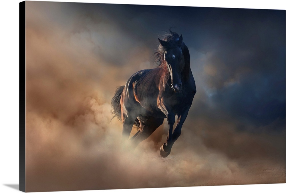 Beautiful black stallion run in desert dust against sunset sky.