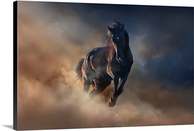 Black Stallion Horse