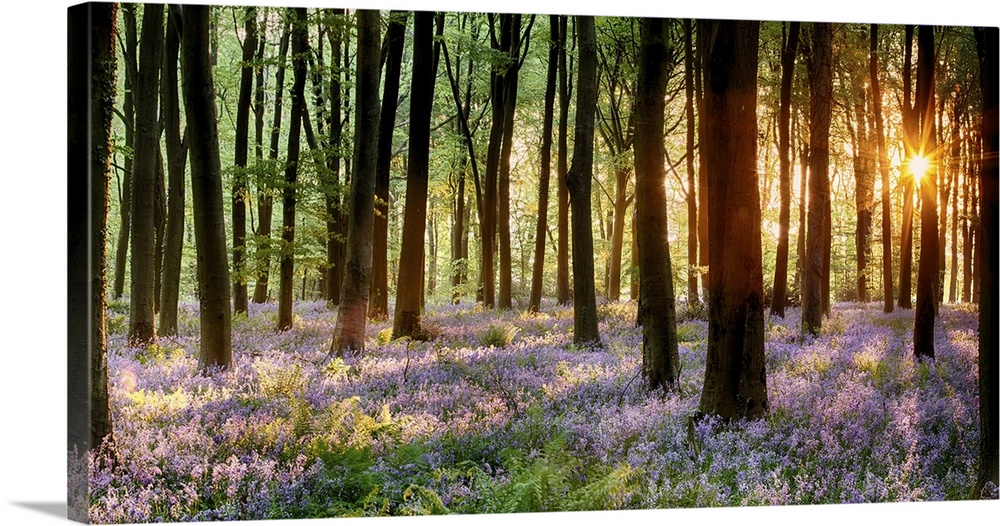 Bluebell woods in early morning sunrise.