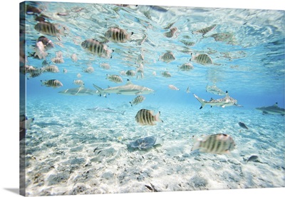 Bora Bora Underwater