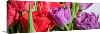 Bouquet Of Colorful Spring Tulips