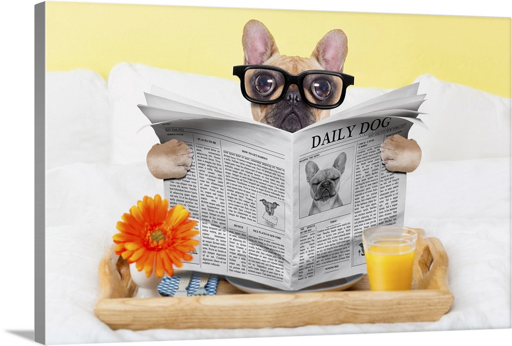French bulldog dog having nice breakfast or lunch in bed, reading the newspaper.