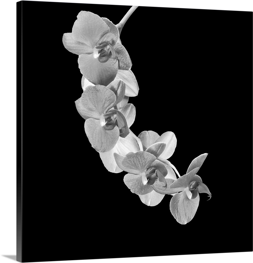 Bright high key monochrome white orchid blossom branch macro on black background in vintage painting style.