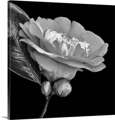 Bright Monochrome Gray White Veined Camellia Blossom