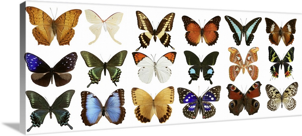 Butterfly collection with varied colorful butterfly rows isolated on white.
