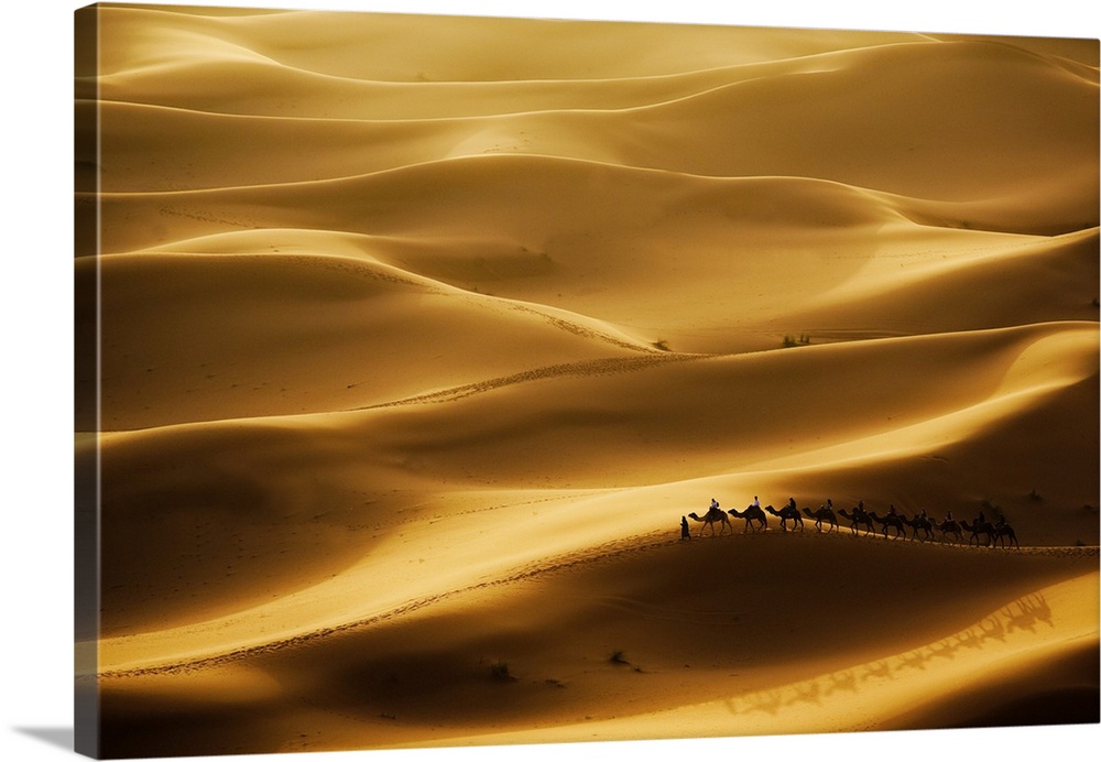 Camel caravan going through the sand dunes in the Sahara Desert, Erg Chebbi, Maroc.