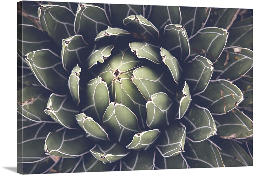 Close View Of Agave Succulent Plant