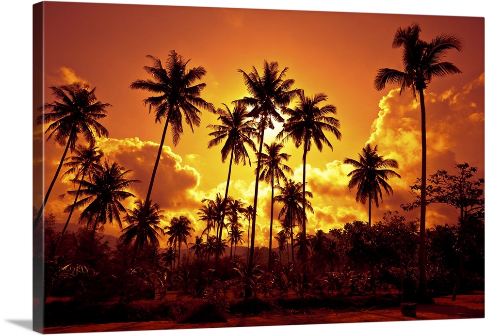 Coconut palms on sandy beach in the tropics on sunset. Thailand, Koh Chang, Klong Prao.