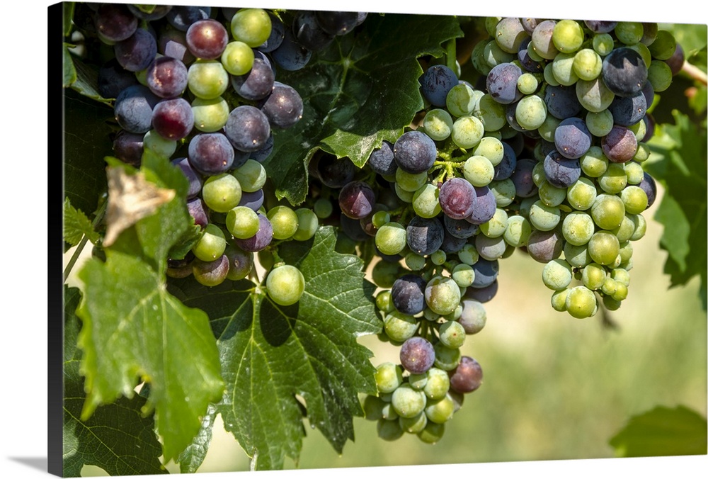 Large bunch of multi-colored red wine grapes ripening on grapevine in morning sunlight.