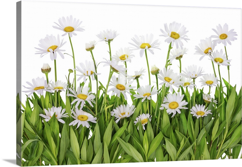 Isolated fragment patch of daisies in a summer meadow.