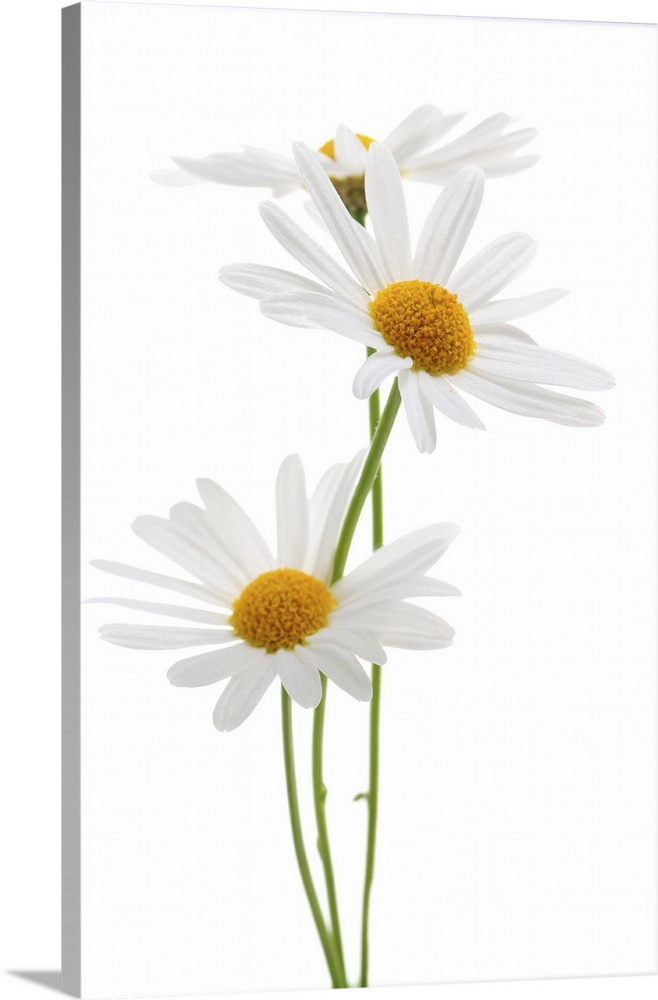 Daisy flowers isolated on white background.